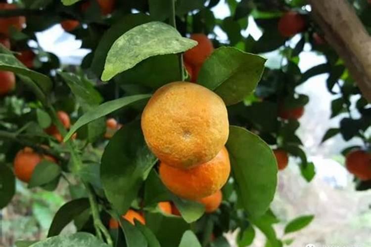 如何用沼液作为叶面肥喷施柑橘？