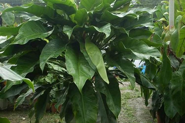 花生笫120天喷施什么肥好？