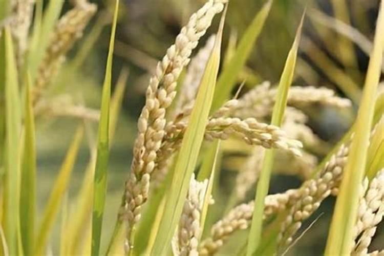 非固氮植物排行