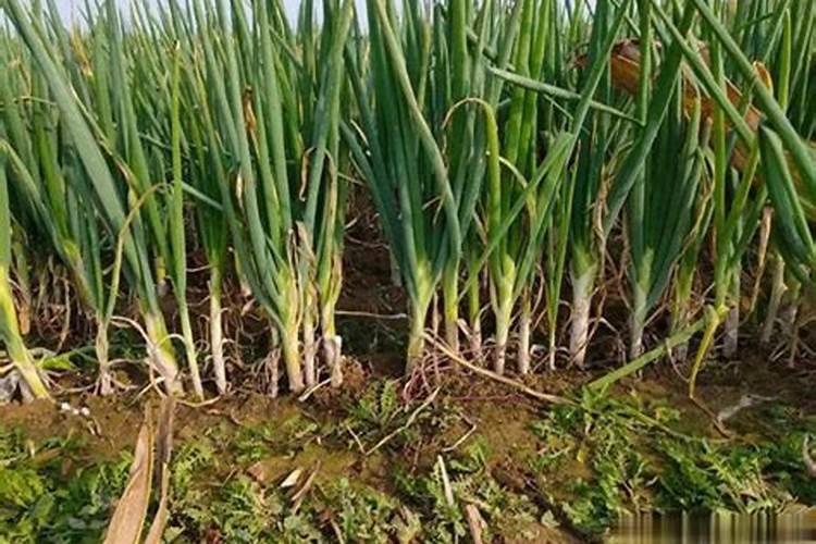 什么肥料是最适合果树、能排第一名的？