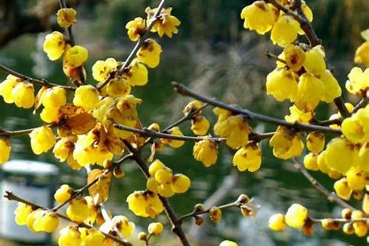 腊梅花如何施肥 腊梅花施肥方法时间