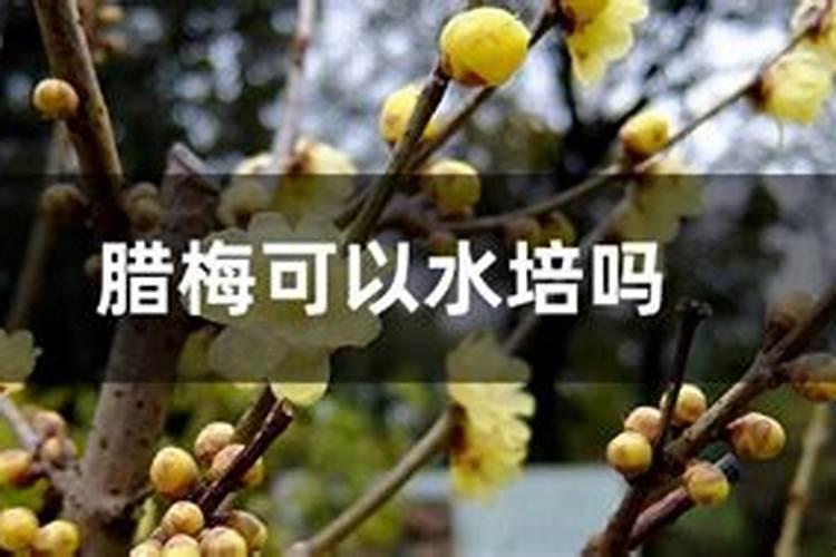 腊梅的施肥方法和注意事项 腊梅怎么施肥方法和注意事项