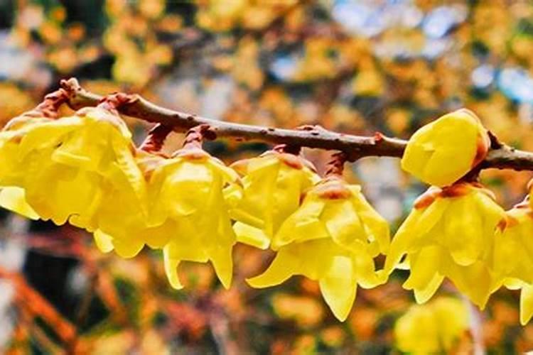 腊梅什么时间适合施肥呢 腊梅什么时候施肥