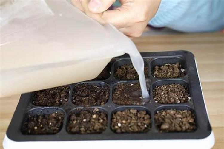 葡萄树打什么药好