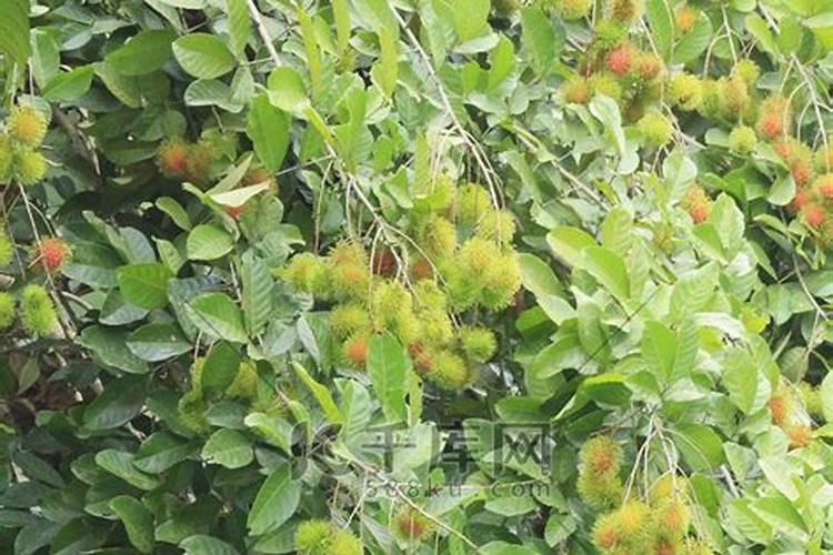 大豆花期打什么药能高产 花期施什么肥好