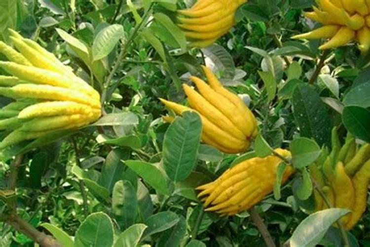 无花果的资料简介