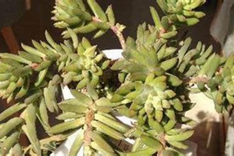 佛手瓜种植时间在几月份