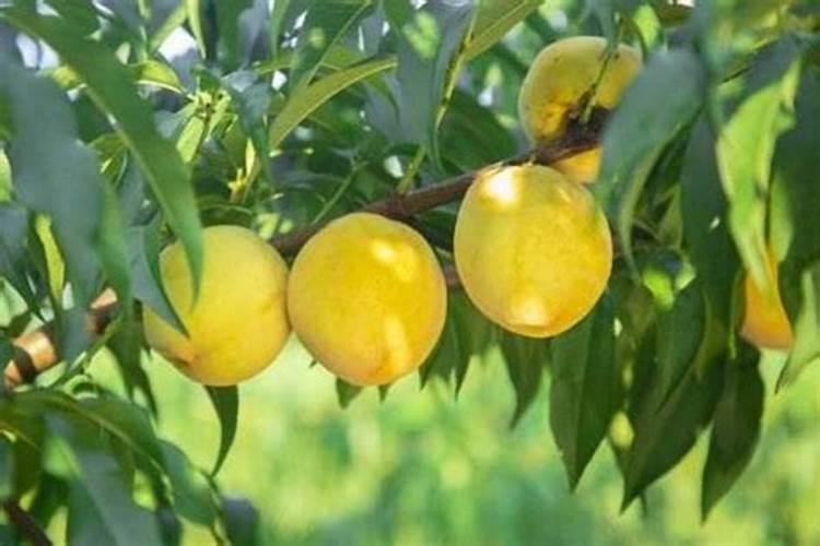 玉米施肥后下大雨有事吗