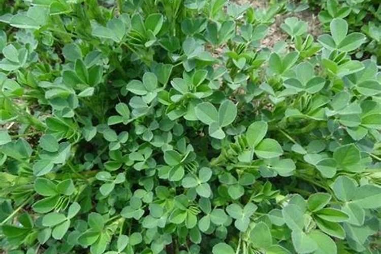 紫花苜蓿草一年施肥几次