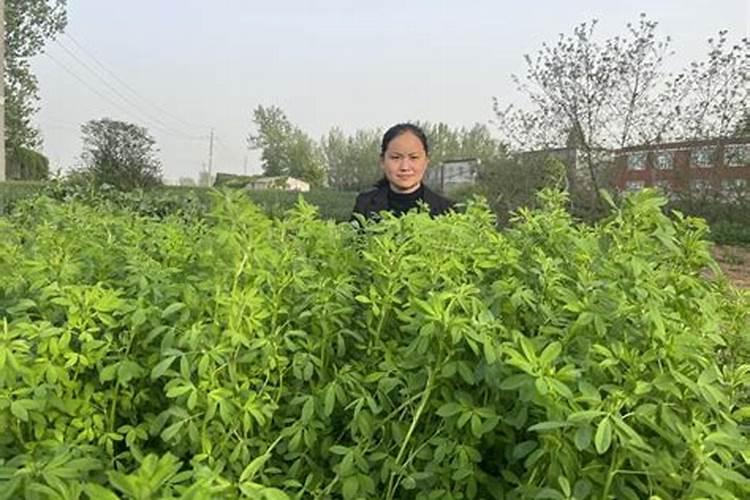 苜蓿草种植条件是什么(人工种植苜蓿草方法讲解)