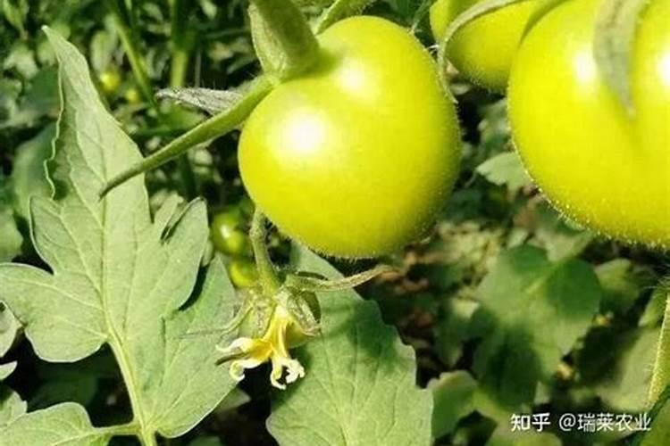 萝卜施什么肥 一般需要施这种肥