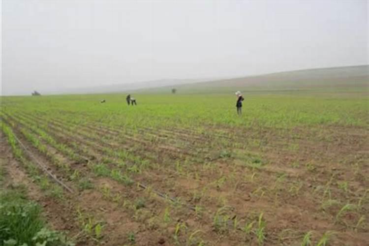 打完除草剂多久可以打叶面肥