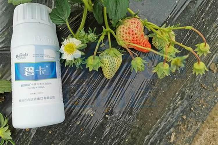 草莓增加硬度的方法是补充钙肥,有几种方法可以有效补充钙肥？
