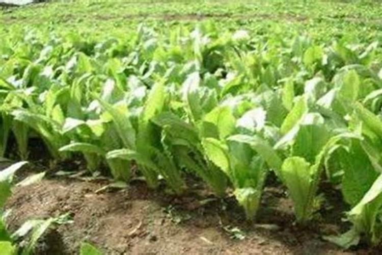 莴笋需要什么肥料