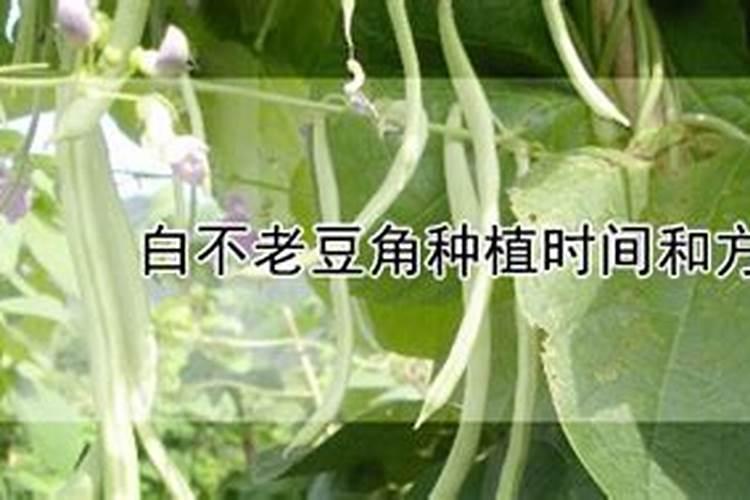 豆角花期用什么肥最好