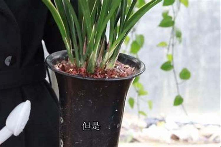 为什么要在葡萄生长的中后期使用钾肥？