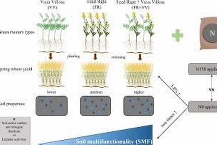 石榴树打什么药