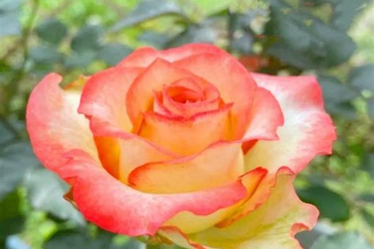 藤本月季怎么施肥