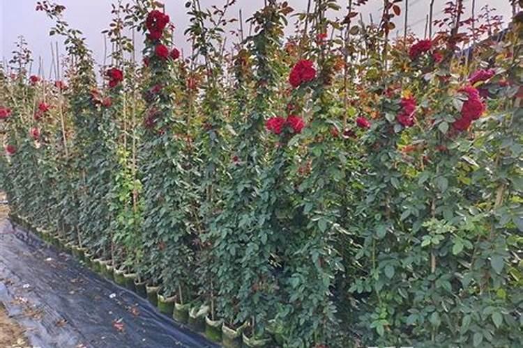 藤本月季什么时候施肥 藤本月季的施肥时间