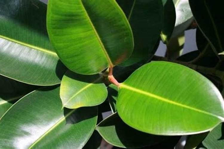 藤本月季什么时候施肥 藤本月季的施肥时间