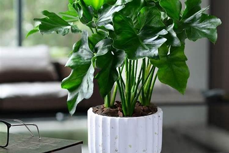 养花卉主要买哪些肥料  室内怎样养花长得茂盛