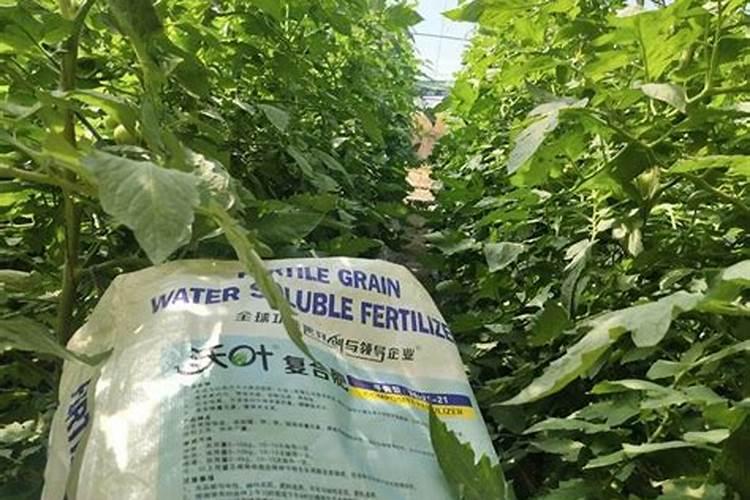 新栽果树树坑里怎样施底肥