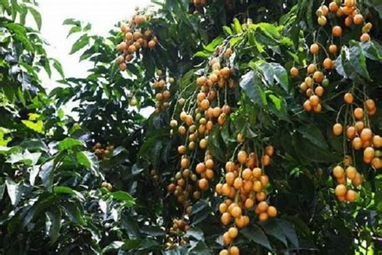 黄皮树施什么肥最好？