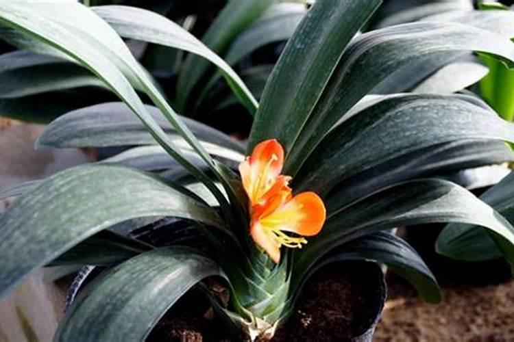 芋头追肥用什么肥料好