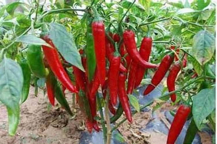 种植辣椒喷施过量的硼肥有什么副作用
