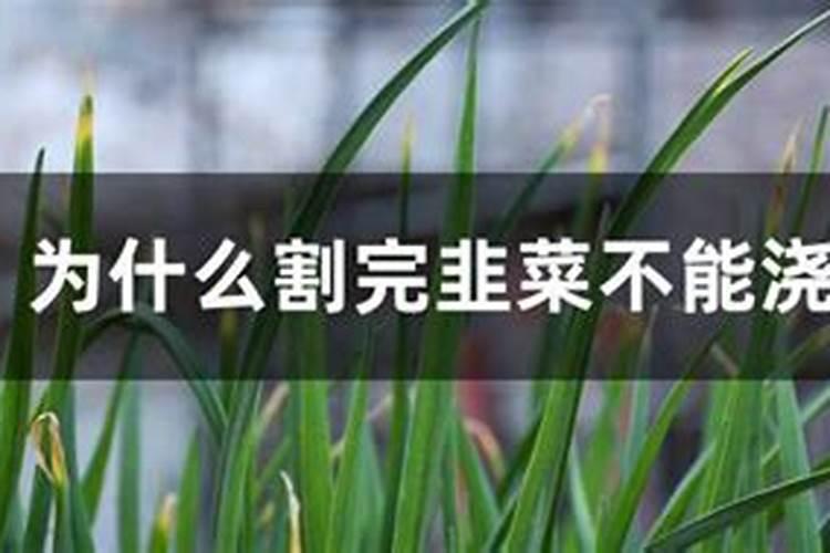 扁豆施什么肥结果多点