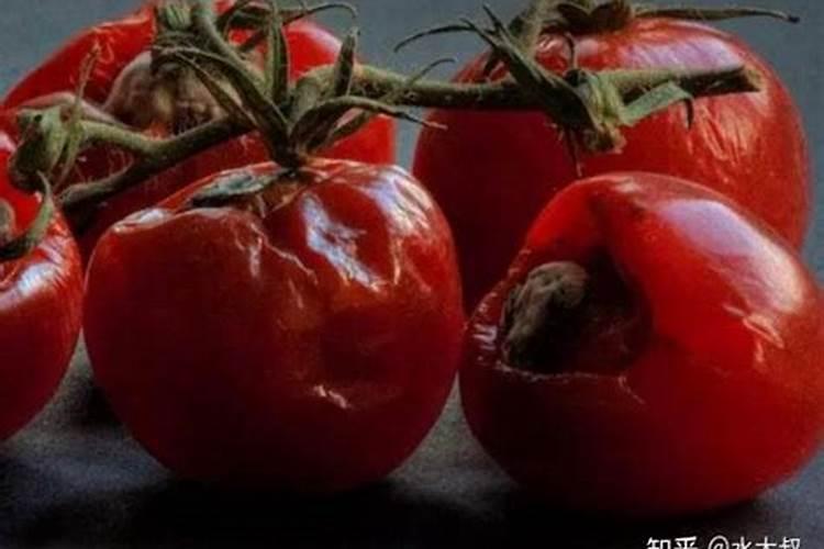 坏掉的西红柿能当花肥吗