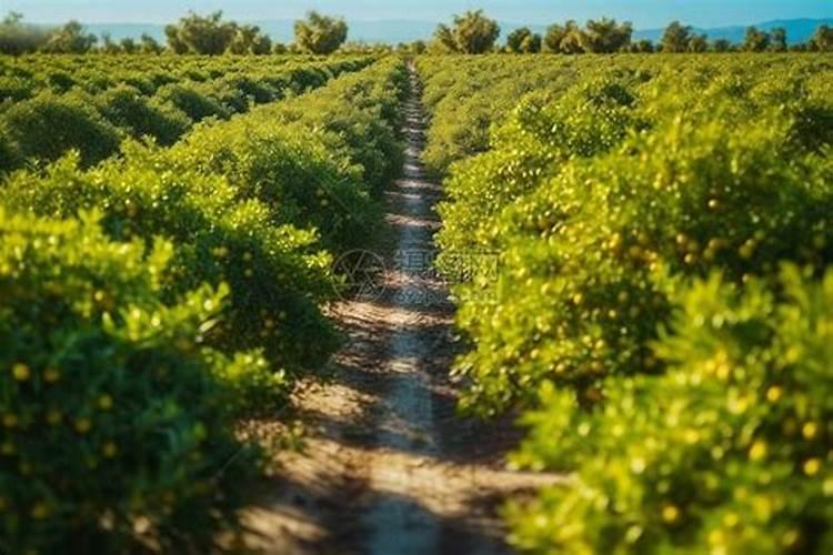 种烤烟用什么肥料好？