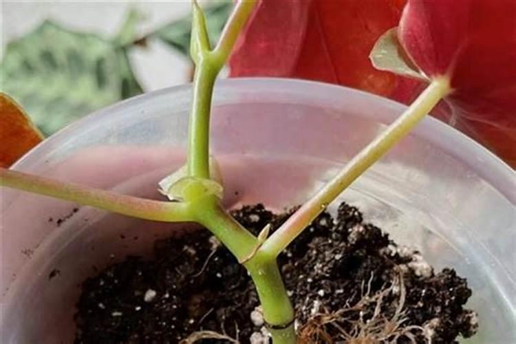 我家的木瓜树变得叶子黄。怎么解决？