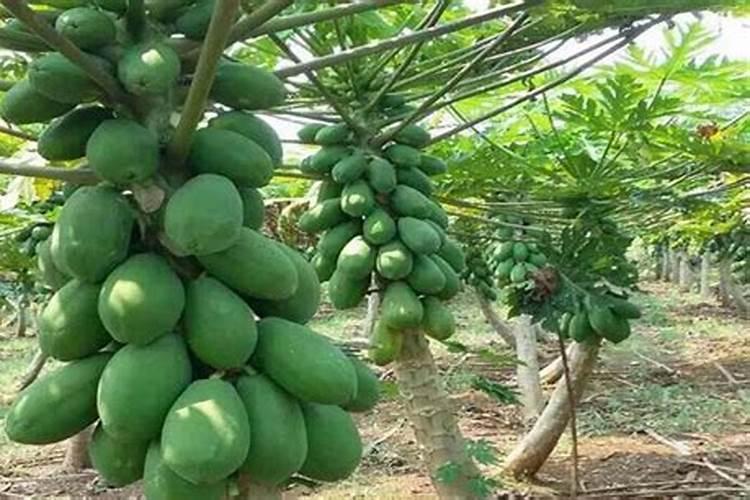 木瓜的种植方法和管理