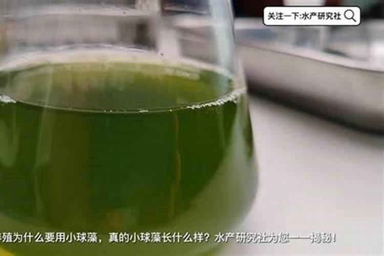 小球藻在家怎么培养