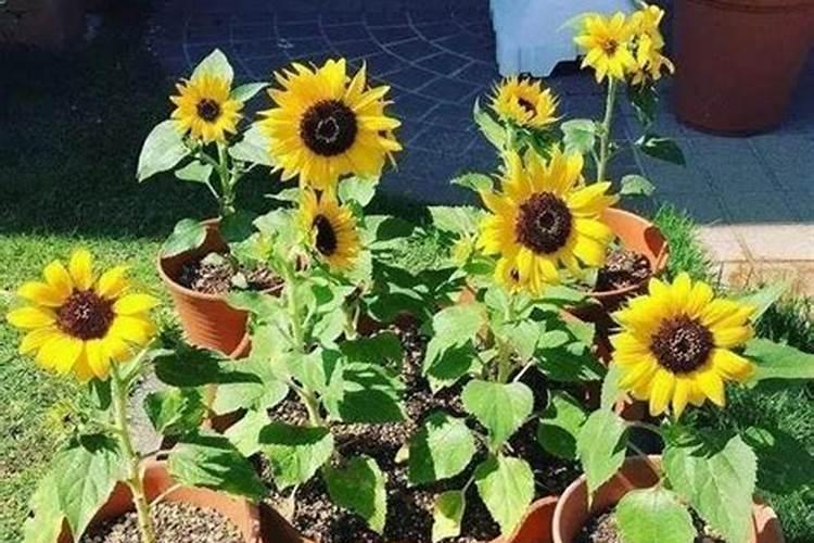 平衡肥几天见效