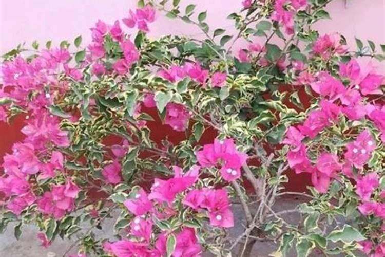 长寿花从有花苞到开花要多久