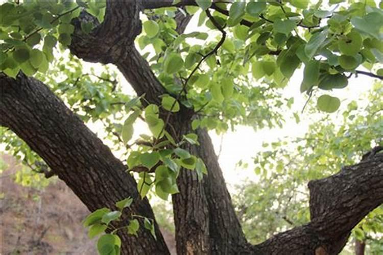 桃树一年要施几次肥