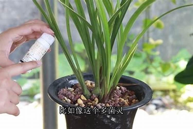 三伏天怎么养兰花越夏更安全