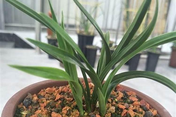 三伏天如何养护兰花轻轻松松越伏越夏