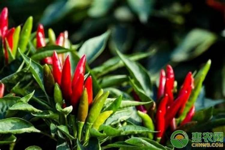 盆栽海椒开花后就掉不接果是什么原因