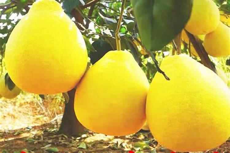 蔬菜上喷氨基酸叶面肥能吃吗