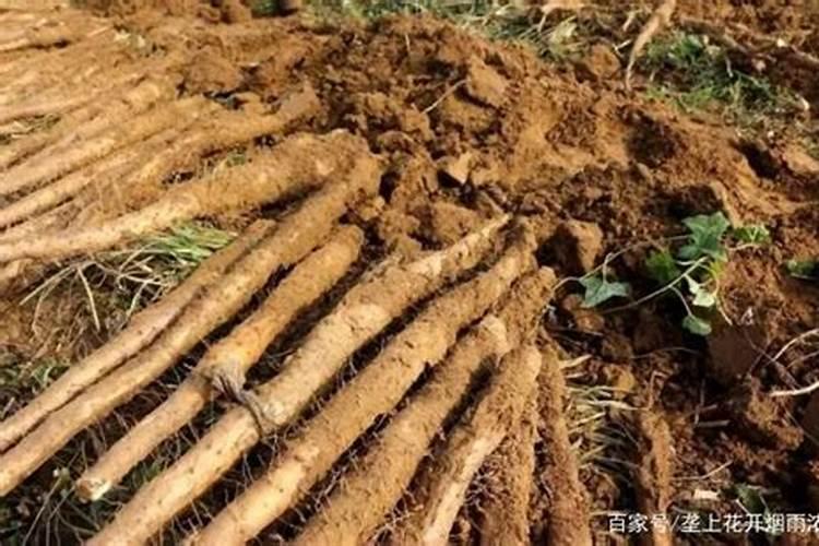 山药膨大常用的肥料