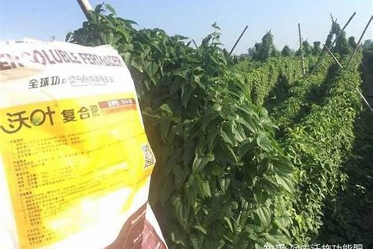 麻山药什么时候施肥最好