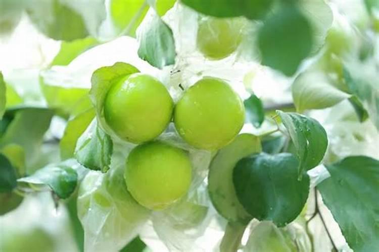 冬季种菜用什么肥料好？冬季施肥有哪些注意事项？