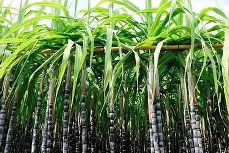 甘蔗施什么肥长得最快