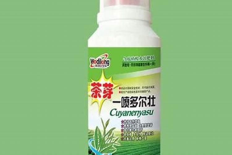唐菜与油菜有什么区别？