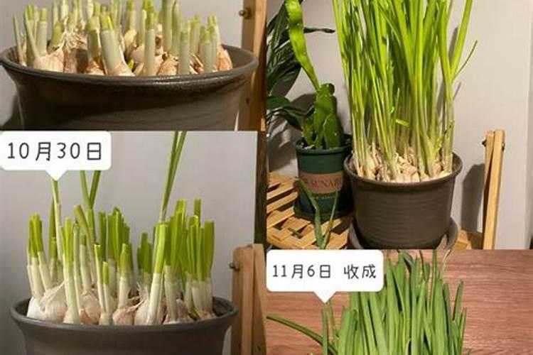 蒜苗叶子发黄施什么肥料