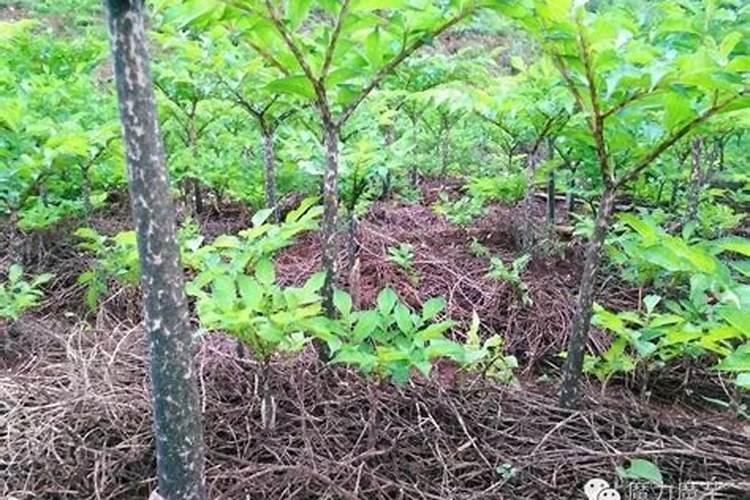 叶绿素能和芸苔素内酯一起使用吗