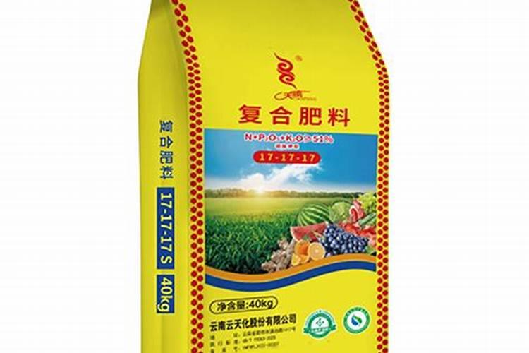 金钱树直接插到土里能活吗